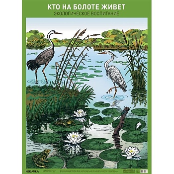 Плакат. Кто на болоте живет - купить в магазине Кассандра, фото, 9785431527067, 
