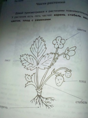 СПРАВОЧНИК. Растения: деревья, кустар. , травы- купить в магазине Кассандра, фото, 9785906889522, 