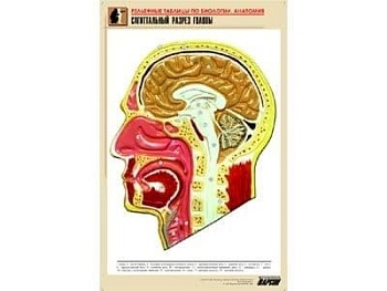 Рельефная таблица Сагиттальный разрез головы. (ф.А1) - купить в магазине Кассандра, фото, , 