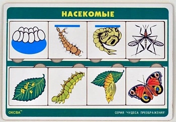Рамка-вкладыш.Чудеса преображений.Насекомые - купить в магазине Кассандра, фото, , 